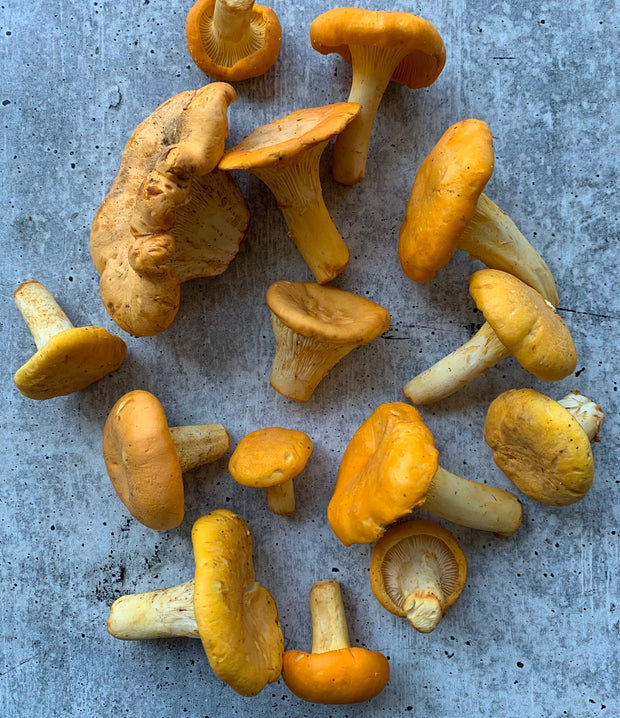 Best Saskatchewan Apricot Chanterelles, 1lb photos by Regalis Foods - item 2