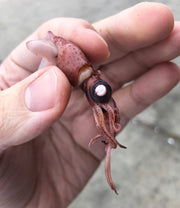 Hotaru Ika ホタルイカ (Firefly Squid)