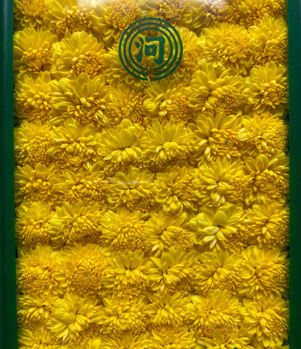 Fresh Chrysanthemum (Kiku) Flower