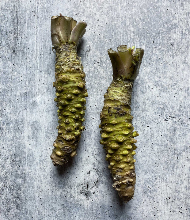 Best Fresh Wasabi Rhizome, Mazuma Variety photos by Regalis Foods - item 1