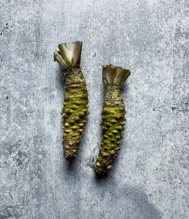 Best Fresh Wasabi Rhizome, Mazuma Variety photos by Regalis Foods - item 2
