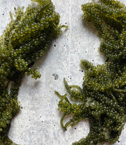 Fresh Umibudo, Seagrape, 100gr