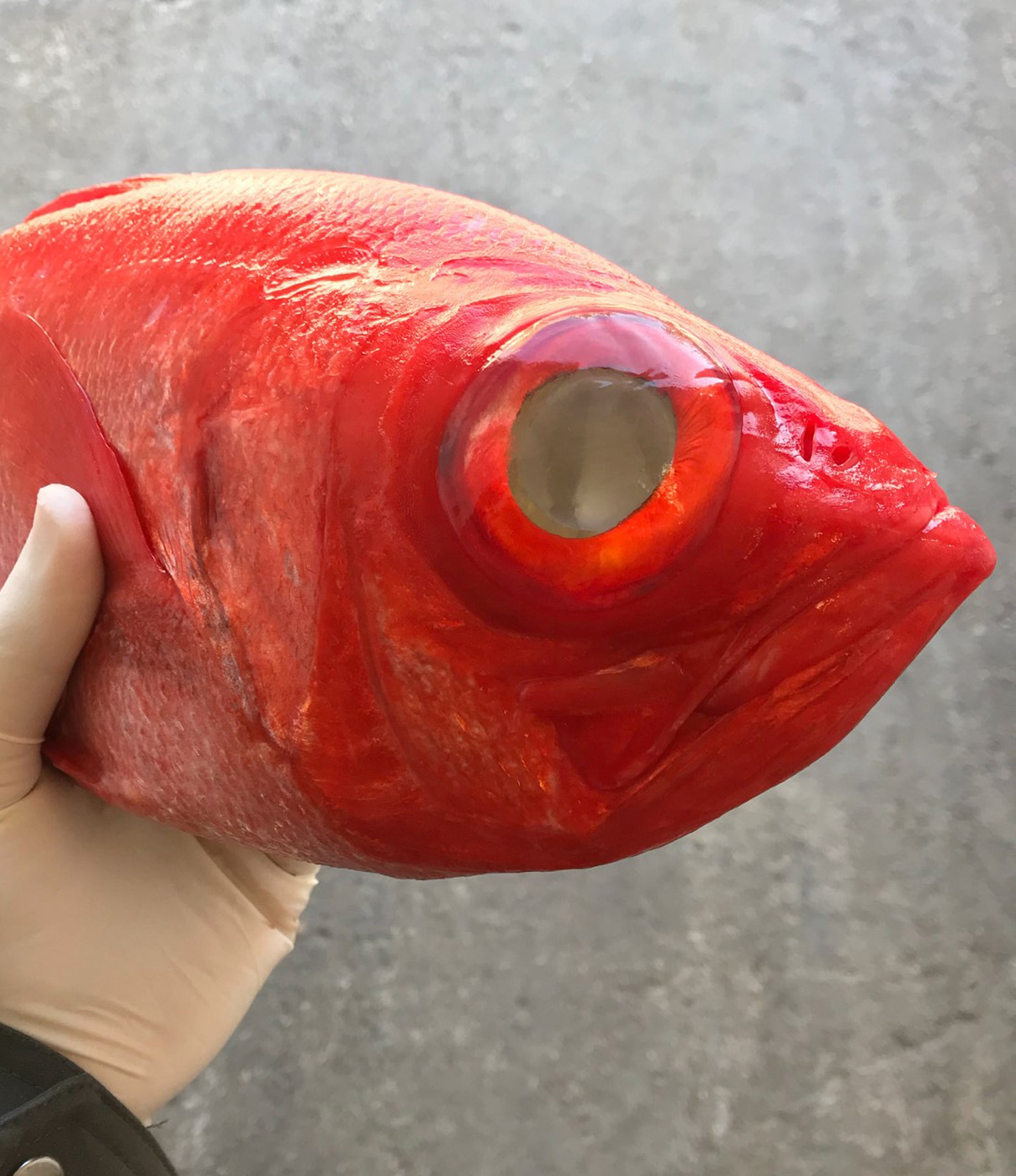 Old Florida Fish House - Sushi Special! 🤩 Just in! Jo Kinmedai Aka Golden  Eye Snapper Flown in straight from Japan! 🐟🇯🇵 Kinmedai's flesh is  delicate and tender, with good fat content