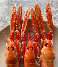 XXL Live Wild Langoustines