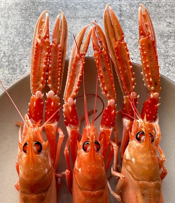 XXL Live Wild Langoustines