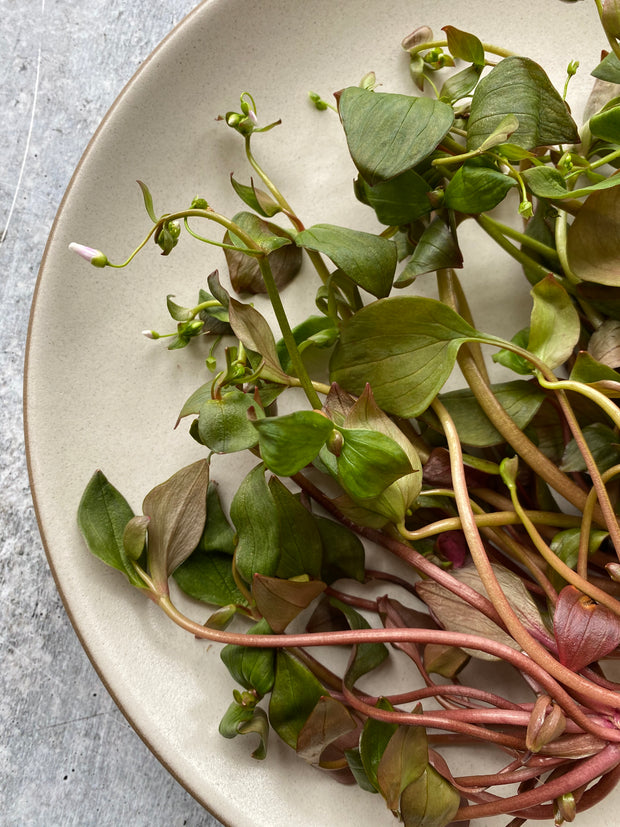 Best Flowering Claytonia (Miner's Lettuce) photos by Regalis Foods - item 2