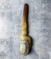 Live Geoduck