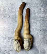 Live Geoduck