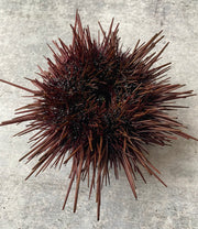 Diver Caught Live Sea Urchin