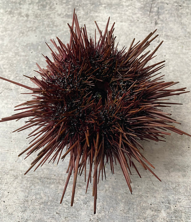 Best Diver Caught Live Sea Urchin photos by Regalis Foods - item 2