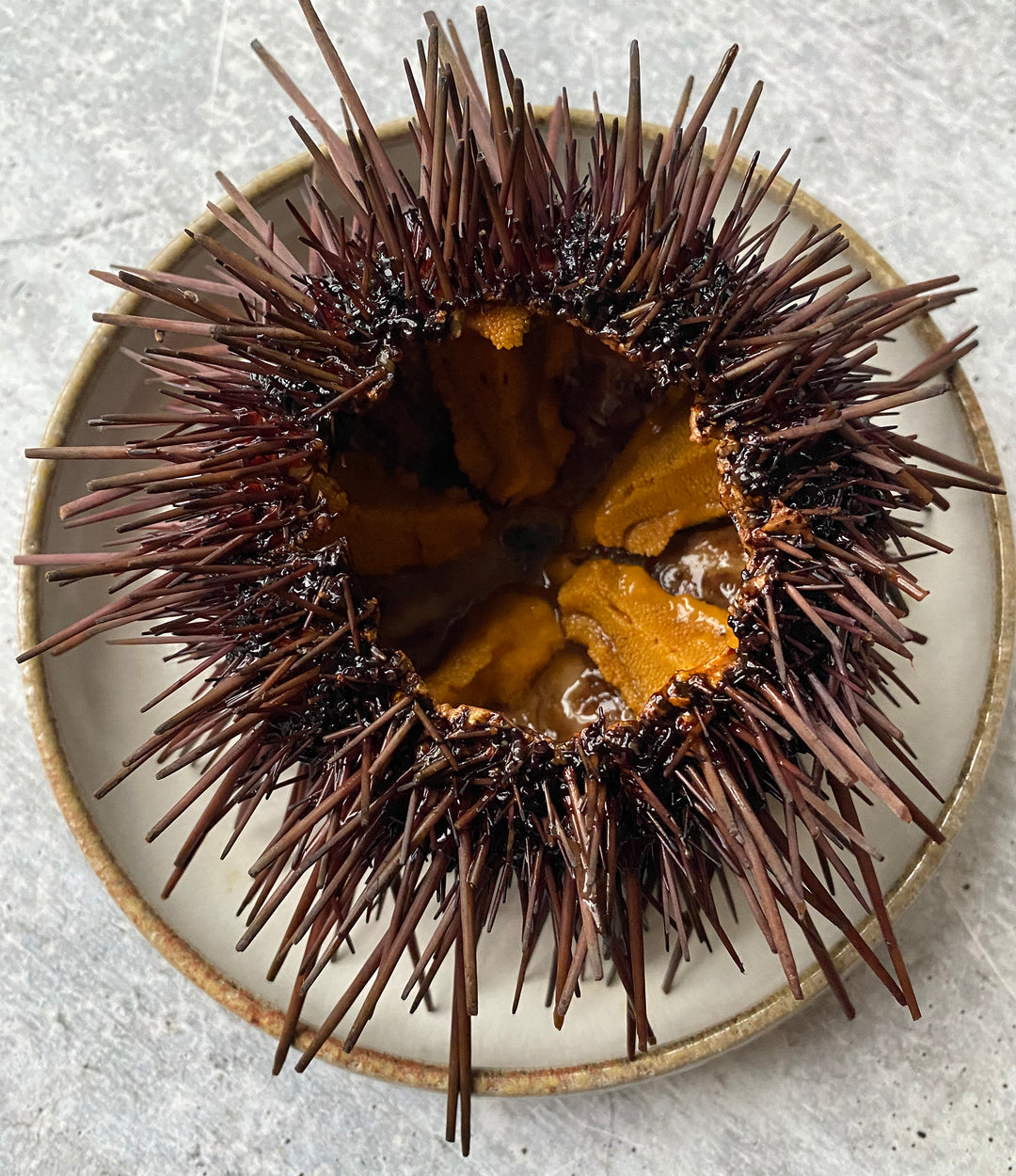 Diver Caught Live Sea Urchin - Buy at Regalis Foods