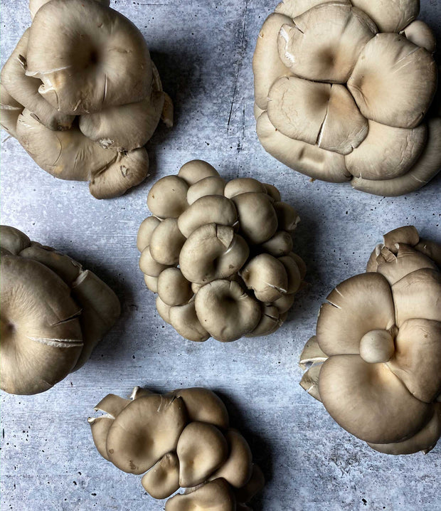 Best Silver Oyster Mushrooms photos by Regalis Foods - item 3