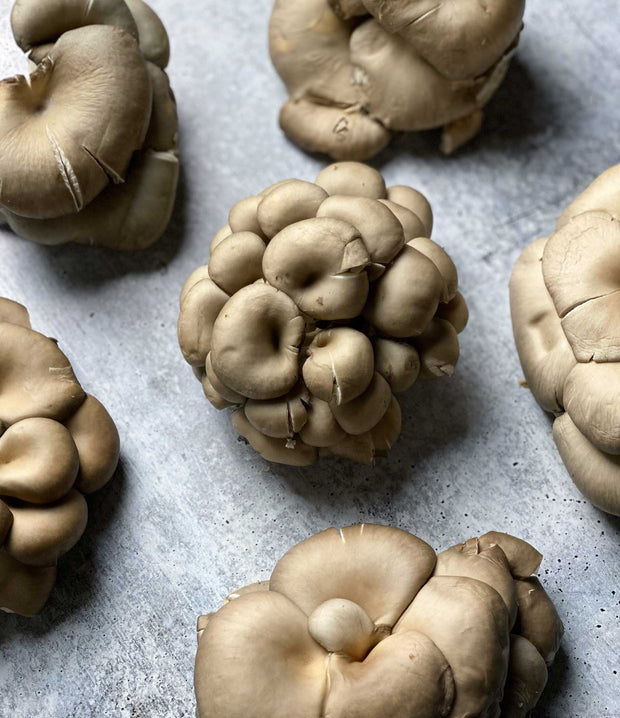 Best Silver Oyster Mushrooms photos by Regalis Foods - item 5