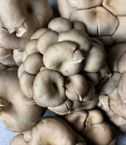 Silver Oyster Mushrooms