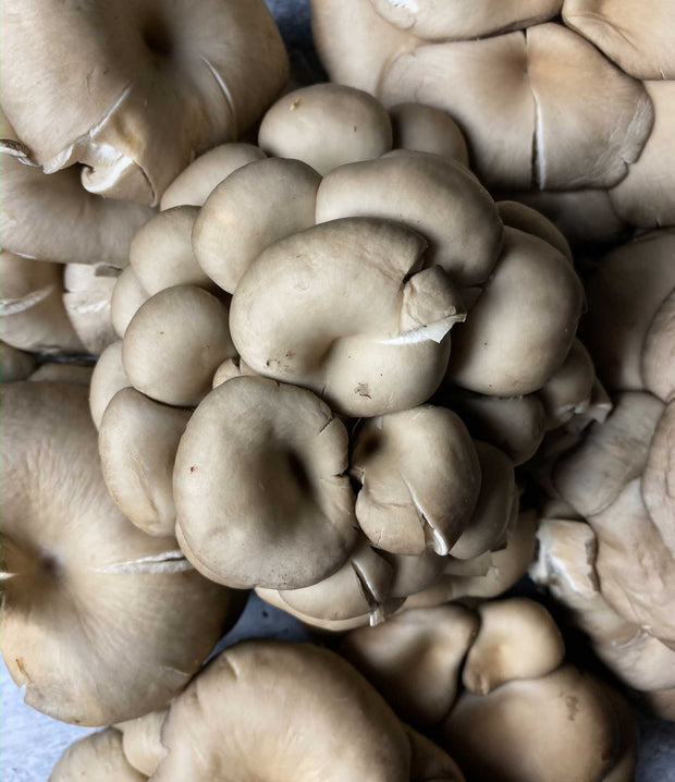 Best Silver Oyster Mushrooms photos by Regalis Foods - item 7