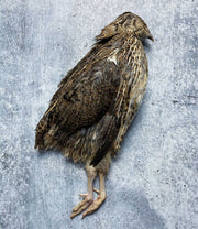 Coturnix Quail, Full Plumage