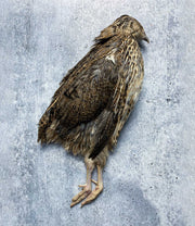 Coturnix Quail, Full Plumage