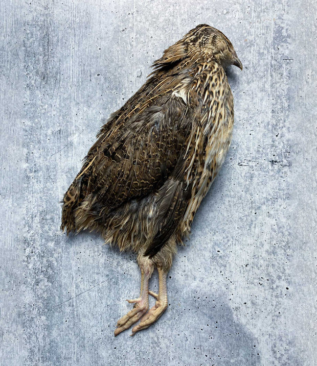 Best Coturnix Quail, Full Plumage photos by Regalis Foods - item 2