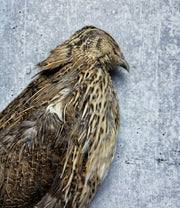 Coturnix Quail, Full Plumage