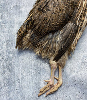 Coturnix Quail, Full Plumage