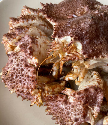 Best Live Box Crab, 2 lb avg (10 lb average case) photos by Regalis Foods - item 1