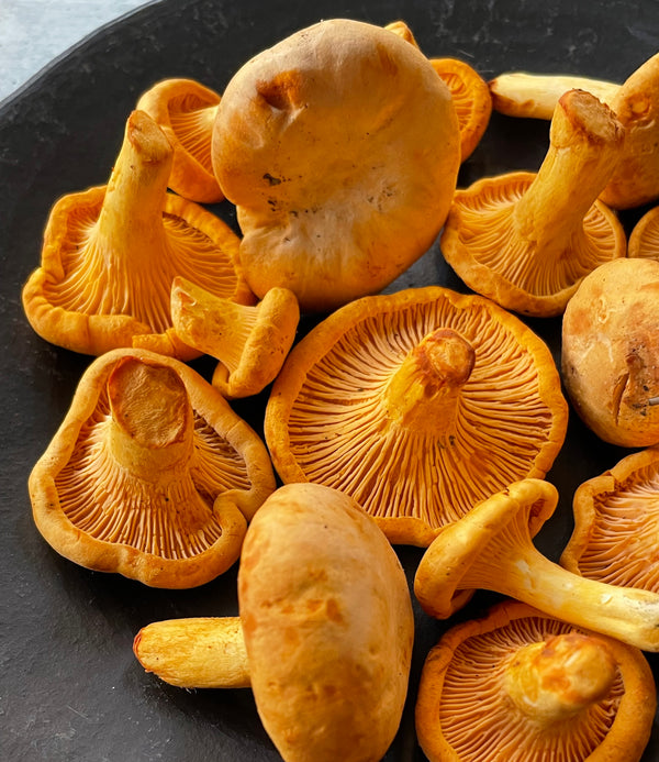 Saskatchewan Apricot Chanterelles