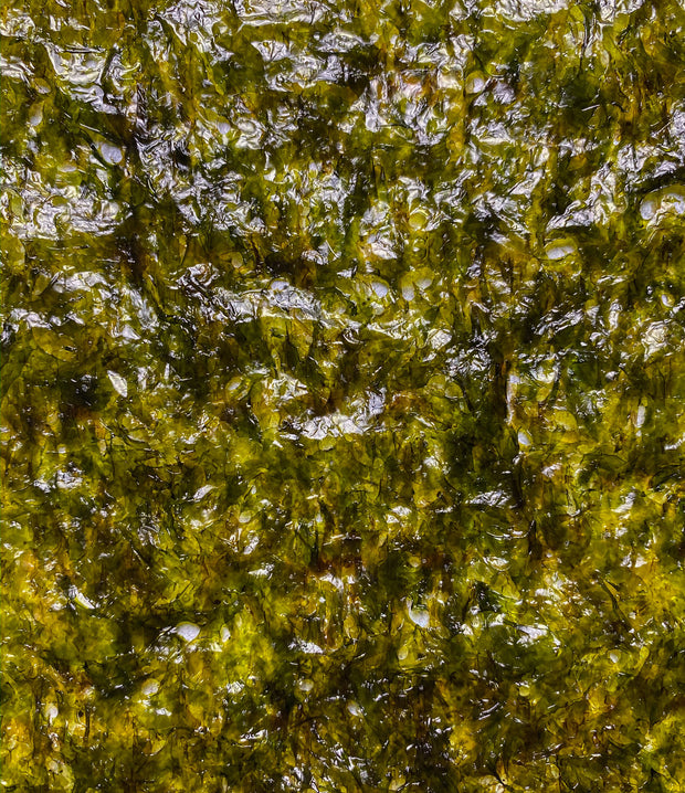 Best Badasoop Roasted Laver Seaweed, Seasoned photos by Regalis Foods - item 2