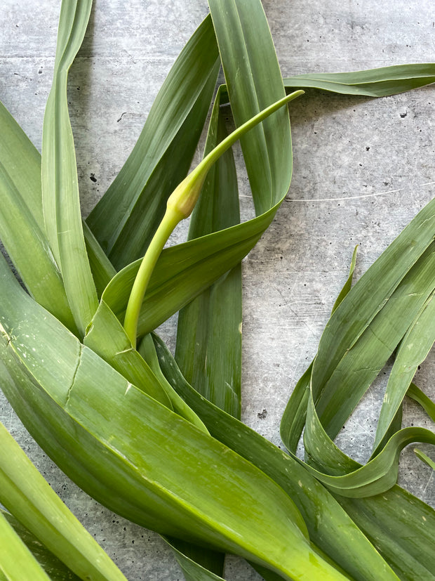 Best Wild Green Garlic, 1 lb photos by Regalis Foods - item 2
