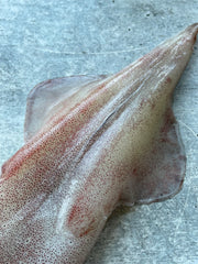 Spear Squid (Yari Ika)