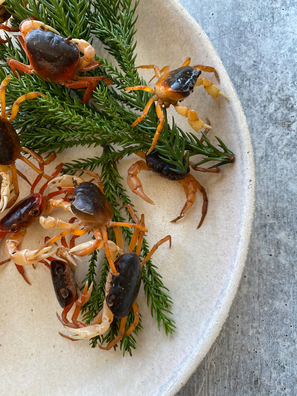 Sawagani (Japanese Soft-shell Freshwater Crabs)