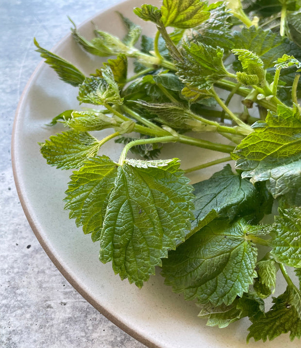 Best Stinging Nettles photos by Regalis Foods - item 1