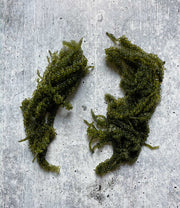 Fresh Umibudo, Seagrape, 100gr