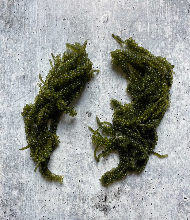 Best Fresh Umibudo, Seagrape, 100gr photos by Regalis Foods - item 2