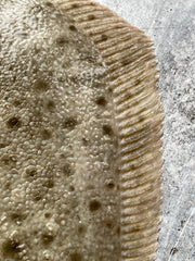 Live Korean Turbot