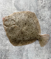 Live Korean Turbot