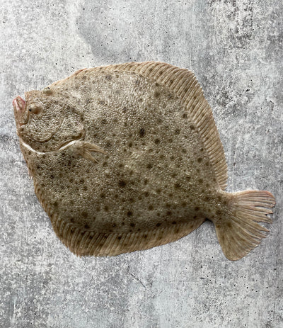 Best Live Korean Turbot photos by Regalis Foods - item 1