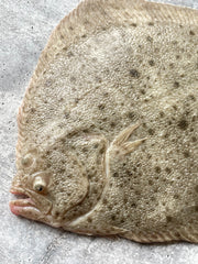 Live Korean Turbot