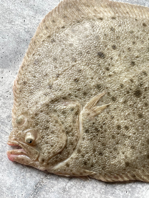 Best Live Korean Turbot photos by Regalis Foods - item 5