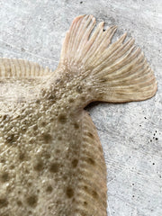 Live Korean Turbot