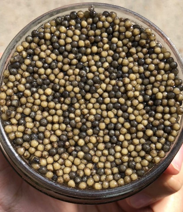 Best Two-Tone Osetra Caviar photos by Regalis Foods - item 4