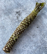 Fresh California Wasabi Rhizome - Daruma Variety