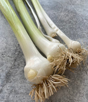 Wild Green Garlic, 1 lb