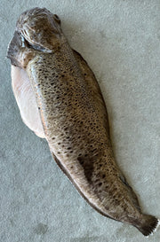 Arctic Spotted Wolffish (~6 lbs)