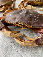 Live California Dungeness Crab