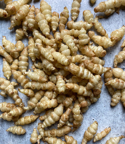 Best Crosnes, 1 lb. photos by Regalis Foods - item 1