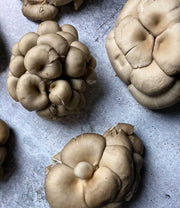 Silver Oyster Mushrooms