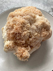 Lion's Mane Mushrooms