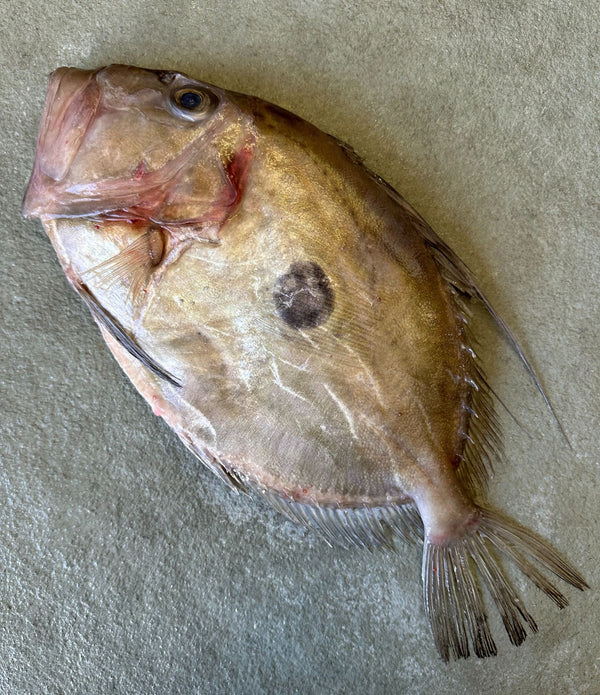 John Dory