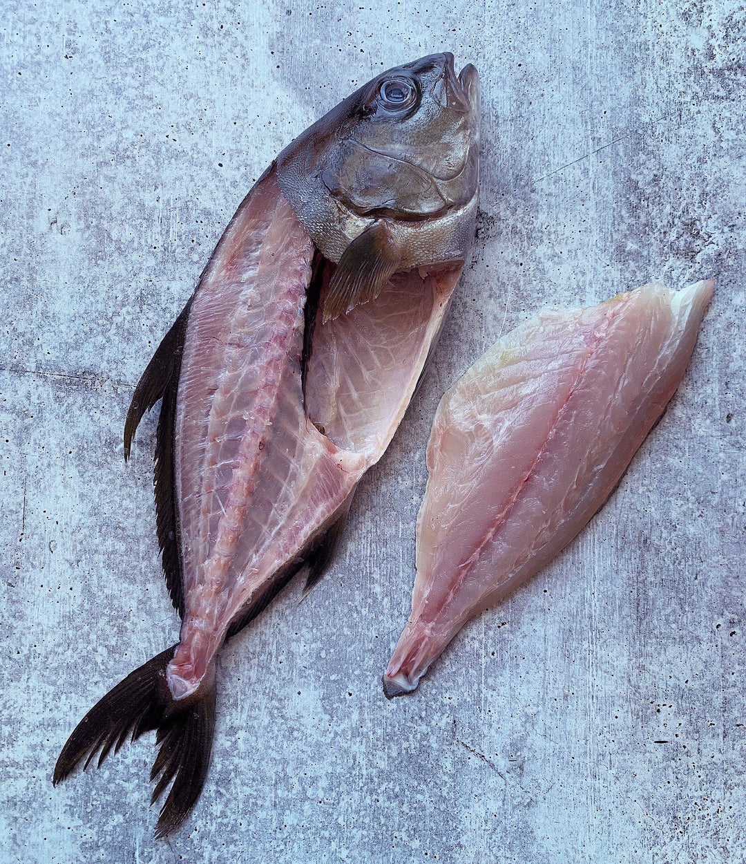 Kampachi Kampachi Fish Hawaiian Kanpachi At Pacific Catch West Coast Fish