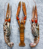 XXL Super-Frozen Norwegian Scampi (Langoustine), 1kg tray